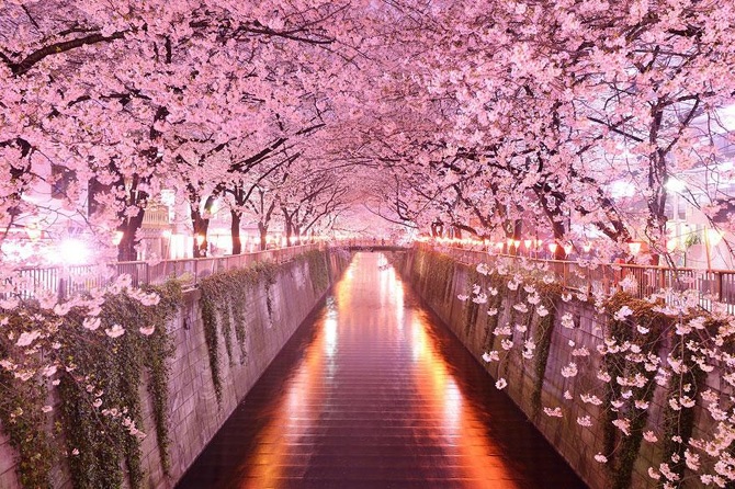 TW_Sakura-Tunnel-Japan_670.jpg