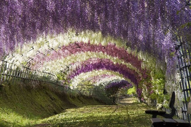 TW_Wisteria-Flower-Tunnel-in-Japan2_670.jpg